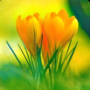 Meet your Posher, Dawn